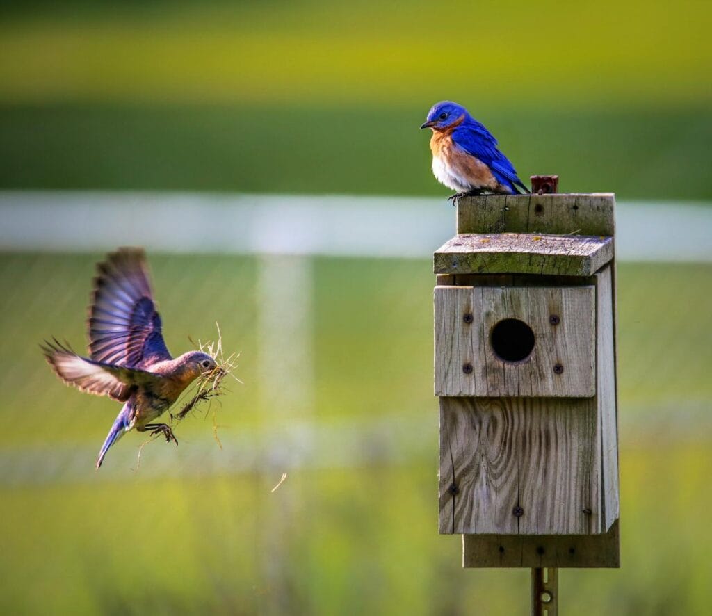 Identificar Aves